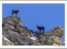 Chamois