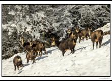 Chamois