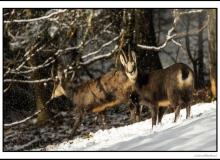 Chamois
