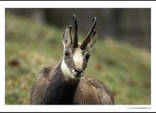 Chamois