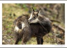 Chamois