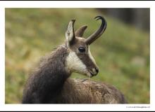 Chamois