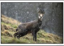 Chamois