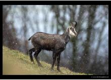Chamois