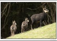Chamois