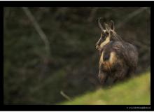 Chamois