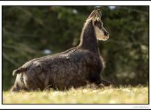 Chamois