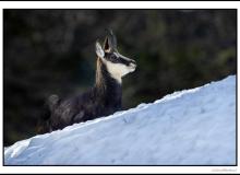 Chamois