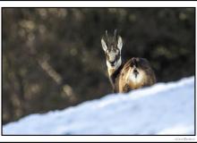 Chamois