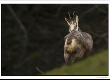 Chamois