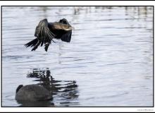 Cormoran pygmee