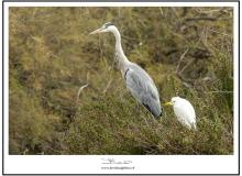 Heron et Aigrette garzette
