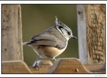 Mésange huppée