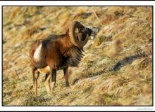 Mouflon