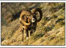 Mouflon