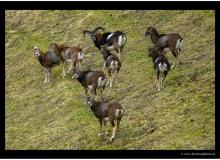 Mouflon