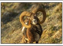 Mouflon
