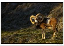 Mouflon
