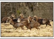 Mouflon