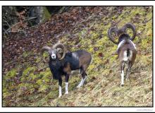 Mouflon