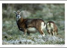 Mouflon