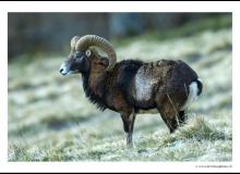 Mouflon