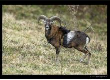 Mouflon