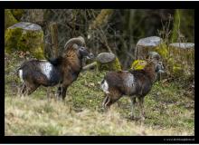 Mouflon