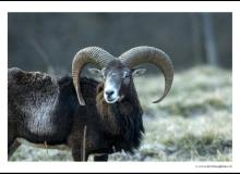 Mouflon