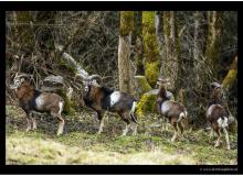 Mouflon