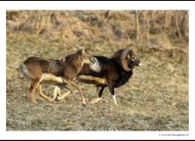 Mouflon