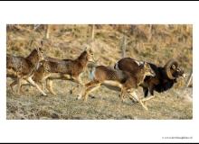 Mouflon