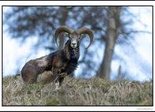 Mouflon