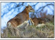 Mouflon
