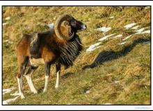 Mouflon