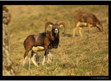 Mouflon