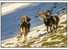 Mouflon
