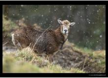 Mouflon
