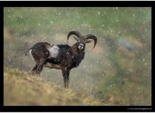 Mouflon