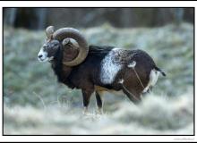 Mouflon
