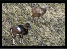 Mouflon