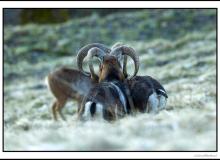 Mouflon