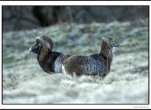 Mouflon