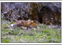 Renard