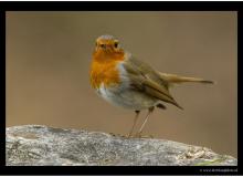 Rouge gorge