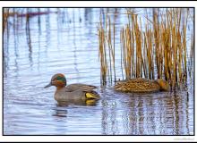Sarcelle d'hiver
