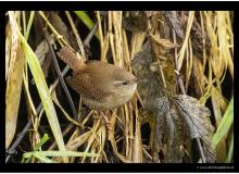 Troglodyte mignon