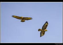 Buse variable