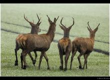 Cerf
