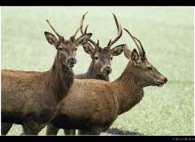 Cerf